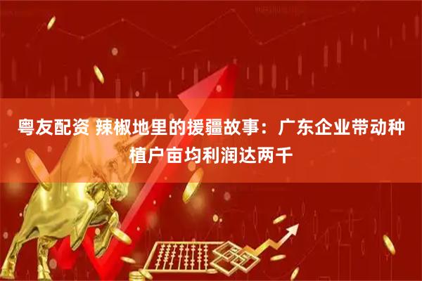 粤友配资 辣椒地里的援疆故事：广东企业带动种植户亩均利润达两千